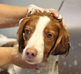 Dog in sink bathing